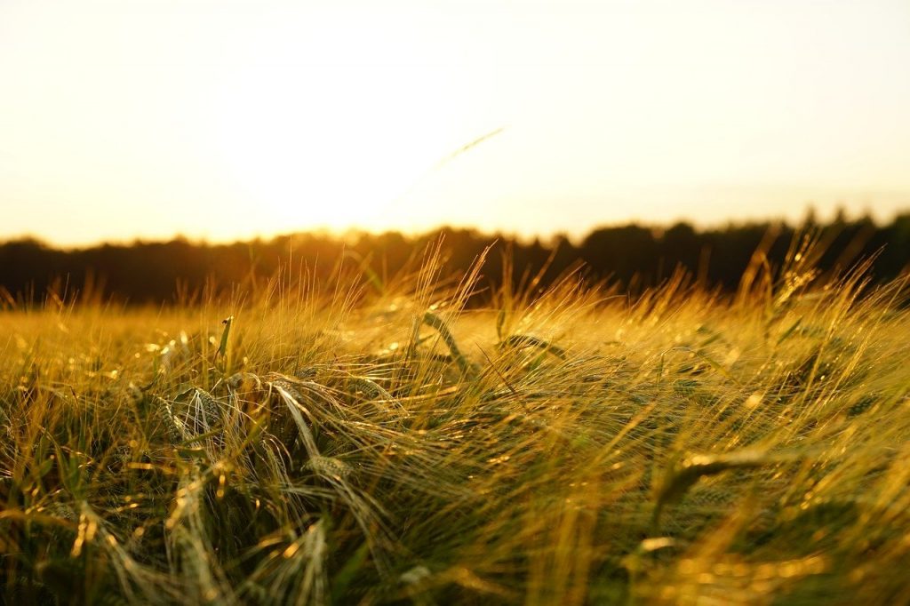 barley, field, sunset